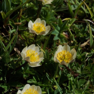 Trollius koronovii